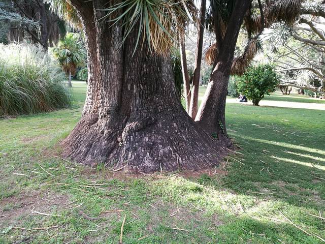 Beaucarnea stricta (Asparagaceae)